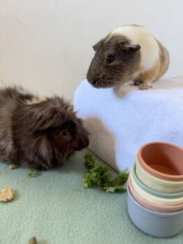 Rescue Abyssinian Guinea Pigs for Adoption in Sauk Village, Illinois - Guido + Tito Bonded Pair | PetCurious